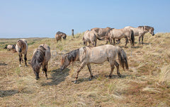 Konikpaarden grazen in de duinen.