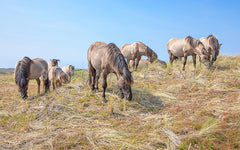 Konikpaarden in de duinen.