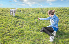 Lammetje op de Waddendijk.