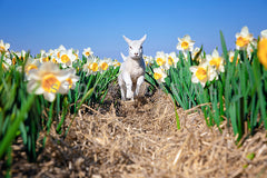 Lammetje tussen de Narcissen.