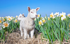 Lammetjes en Narcissen.