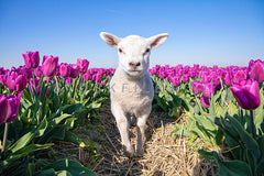 Lammetje en Tulpen.