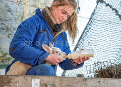 Lammetje krijgt fles op de Schapenbedrijf de Waddel.