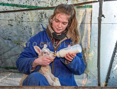 Lammetje krijg de fles op Schapenboerderij de Waddel.