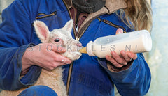 Lammetje krijgt de fles.