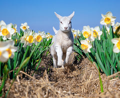 Lammetje rent tussen de Narcissen.
