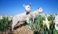 Lammetjes en Narcissen.