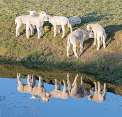 Lammetjes en reflectie.