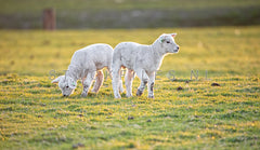 Lammetjes in het late avondzonnetje.