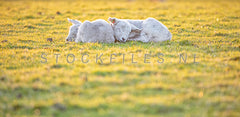 Lammetjes luieren in het zonnetje.