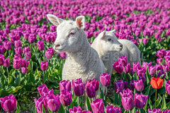 Lammetjes tussen de Tulpen.