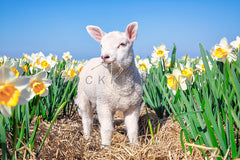 Lammetje en Narcissen.