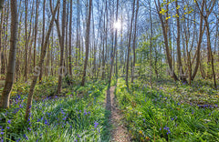 Lentebos met Boshyacinten.