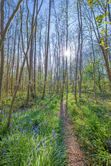 Lentebos met boshyachinten.