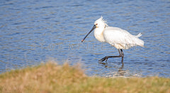 Lepelaar in het water bij de Petten.