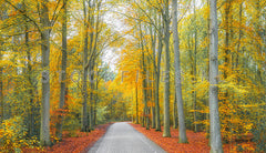 Mooi herfstbos.