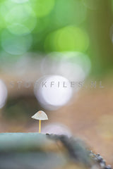 Mycena paddenstoel.