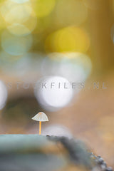 Mycena paddenstoel.