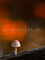Mycena paddenstoel.