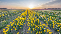 Narcissen tijdens zonsondergang.