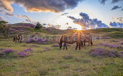 Paarden, heide en zon.