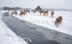 Paarden in de sneeuw.