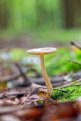 Paddenstoel in het bos.