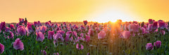 Papavers in het late avondzonnetje.