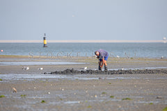 Pieren steken op het Wad.