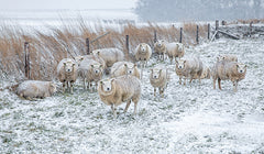 Schapen in een winters landschap.