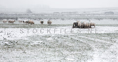 Schapen in de winter.