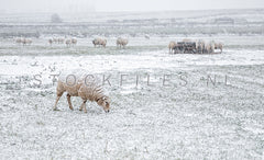 Schapen in een winters landschap.
