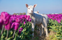 Lammetje tussen de Tulpen.