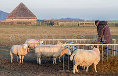 Schapen op de Hogeberg.