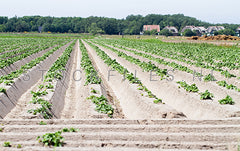 Akker op Texel.