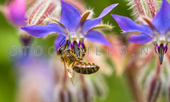 Honingbij op Borage.