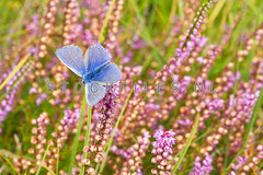 Blauwtje op Dopheide in het Texelse bos.