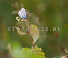 Blauwtje op Texel