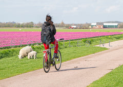 Fietsen langs de lammetjes.