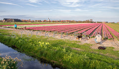 Fotograferen tussen de Tulpen.