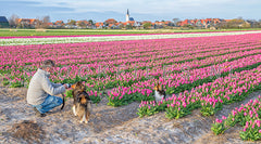 Fotograferen tussen de Tulpen.