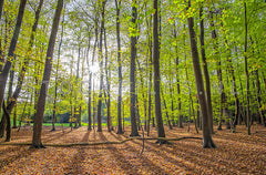 Lente in het bos.