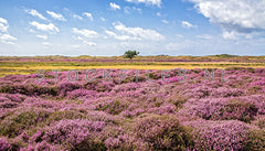 Heide in bloei.