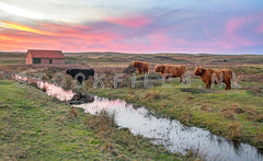 Schotse Hooglanders in de duinen.