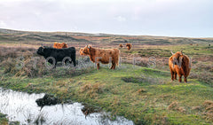 Hooglanders in de duinen.