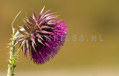 Knikkende Distel.