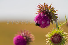 Knikkende Distel en Hommel.