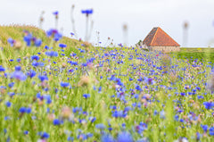 Korenbloemen en schapenboet.