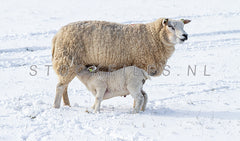 Schaap en lam in de sneeuw.