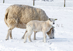 Schapen in de sneeuw.